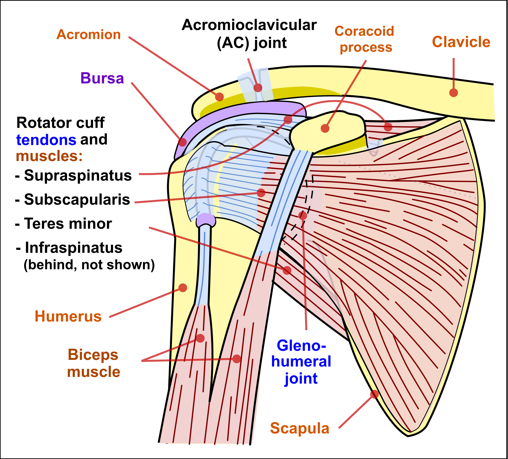 Shoulder Muscle Structure Diagrams