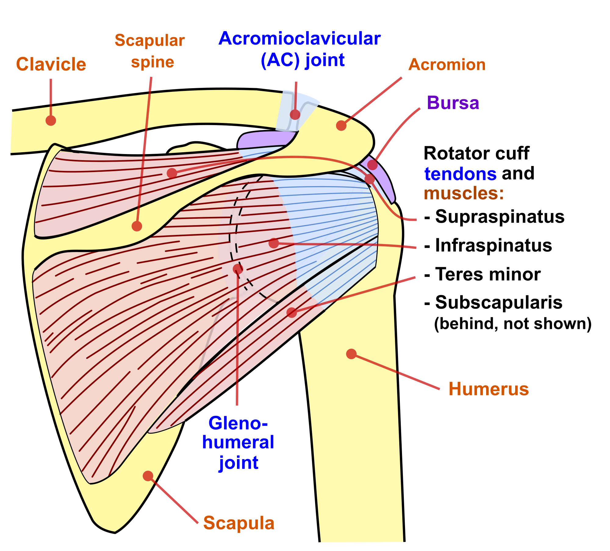 Front Shoulder Muscles Diagram Muscles Diagrams Diagram Of Muscles
